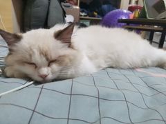 -老吴的猫·猫舍(新区店)