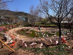 -大连森林动物园