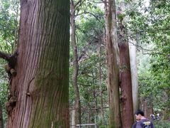 -天目山大树王景区