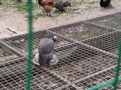 -洪湖家庭农场·团建·露营·会议
