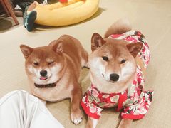 -逗柴咖啡屋·狗咖猫咖宠物桌游