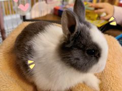 -猫猫幼稚园·撸猫·桌游·电玩