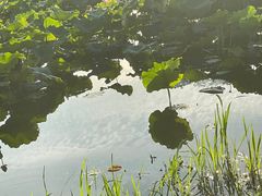 -荷塘月色湿地公园·向阳花洲