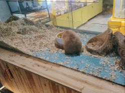 点击看大图 -神奇动物撸宠馆·羊驼·小浣熊·异宠(豫园店)