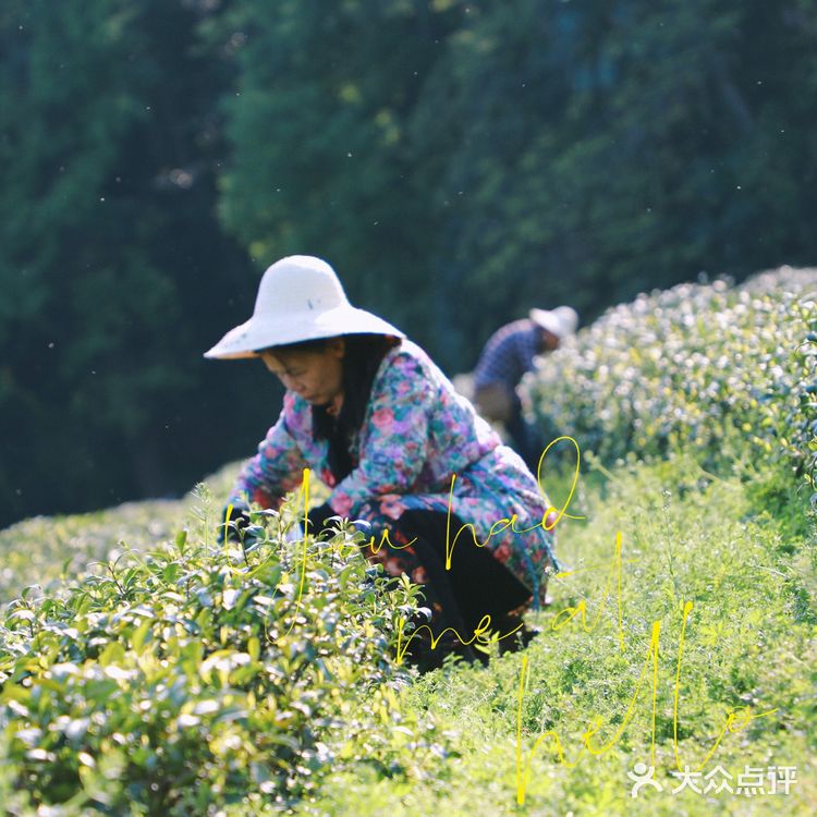 杭州小众景点｜名山名村名茶——龙井村