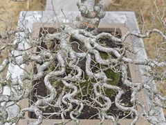 -泰州凤城河风景区-泰山公园