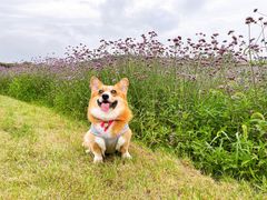 -大塘金香草谷