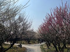 -香雪海