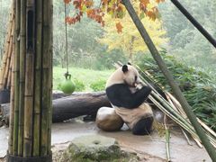 -都江堰中华大熊猫苑