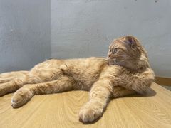 -藏猫猫咖啡主题馆(中央大道店)