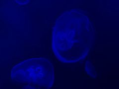 -暹罗海洋世界