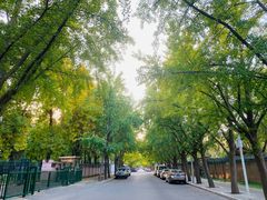 -三里屯东五街银杏大道