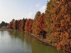 -上海海湾国家森林公园