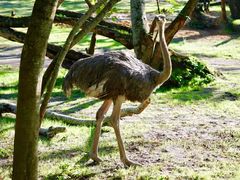 -奥兰多迪士尼动物王国乐园