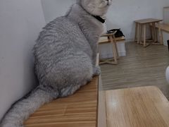 -李小姐の猫咖啡馆(五角场店)