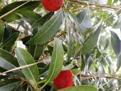 -艾溪湖湿地公园