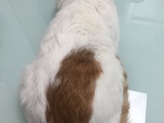 -宠福鑫康馨动物医院·骨科·眼科