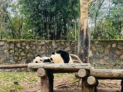 -都江堰中华大熊猫苑
