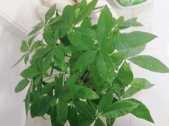 -南汇花鸟市场(上海浦东新花卉店)