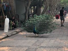 -西双版纳傣族园
