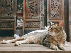 -喵屿·大理花园猫咖