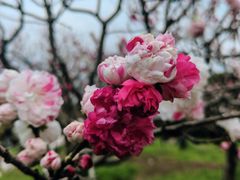 -上海共青森林公园