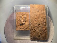 -郑州自然博物馆(惠济区)