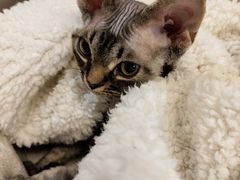 -十年猫舍·猫咪专门店(普陀店)