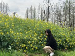 -大塘金香草谷