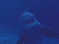 -多彩贵州城极地海洋世界