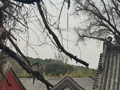 -泰山风景名胜区-普照寺