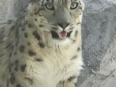 -青藏高原野生动物园