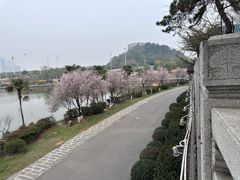 -古琴台