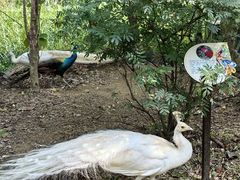 -西双版纳原始森林公园