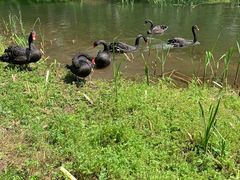 -长白岛森林公园