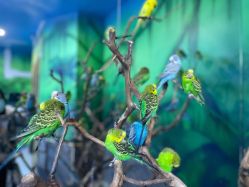 -未来动物城动物主题公园(大悦城店)