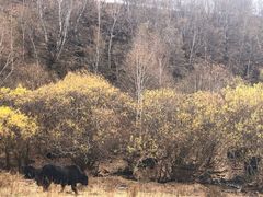 -塞罕坝国家级自然保护区