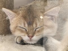-babydoll猫舍·米努特·德文·缅因(久光中心店)