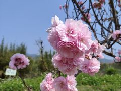 -天适樱花悠乐园