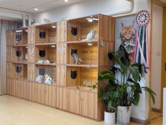 -猫十亿·布偶金渐层·曼基康矮脚猫舍(青年路店)