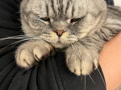 -猫友咖啡店(玉林西路店)