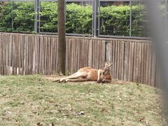 -合肥野生动物园