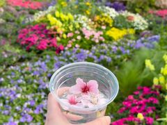 -苏州上方山国家森林公园