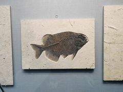 -湖南省地质博物馆