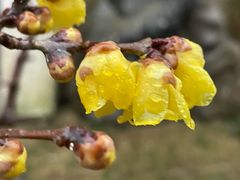 -巡塘古镇