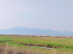 -哈素海