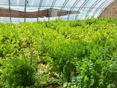 -万源龙顺度假庄园生态观光园