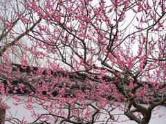 -梅花山(明孝陵内)