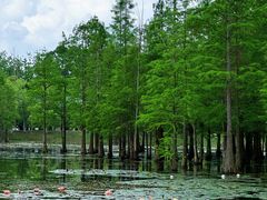 -白鹭湾湿地公园