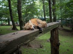 -宫城藏王狐狸村